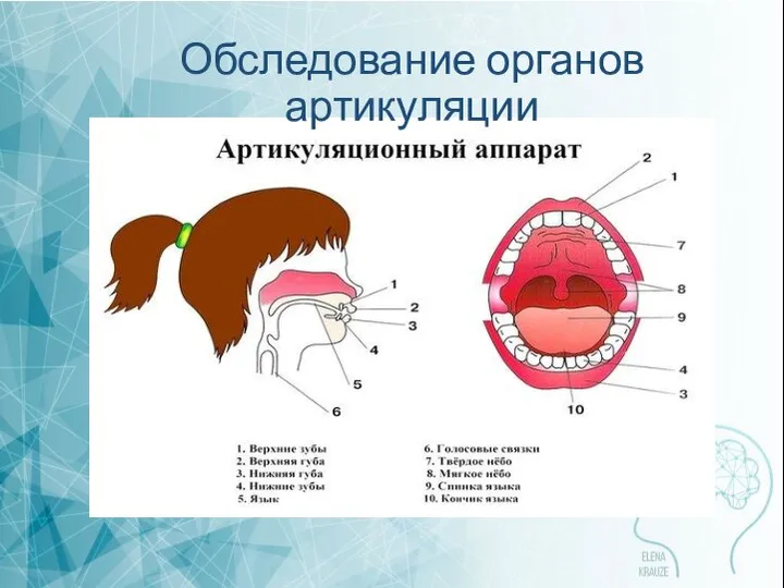 Обследование органов артикуляции