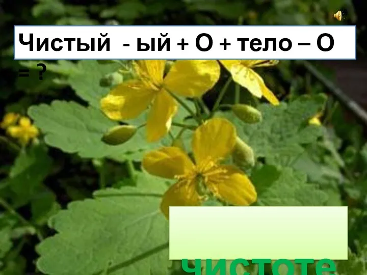 Чистый - ый + О + тело – О = ? чистотел