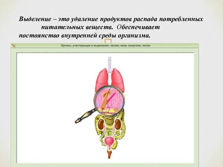 Выделение – это удаление продуктов распада потребленных питательных веществ. Обеспечивает постоянство внутренней среды организма.