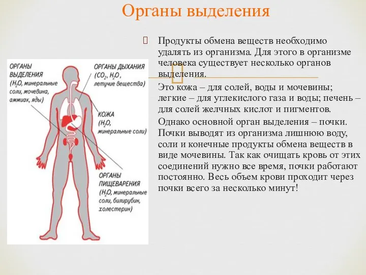 Продукты обмена веществ необходимо удалять из организма. Для этого в организме