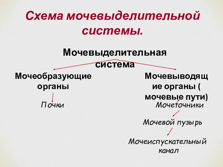 Схема мочевыделительной системы. Мочевыделительная система Мочеобразующие органы Мочевыводящие органы ( мочевые