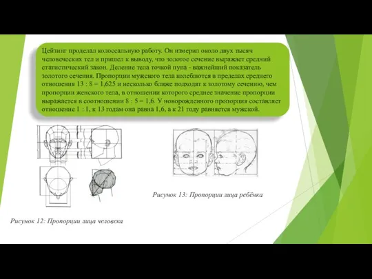 Цейзинг проделал колоссальную работу. Он измерил около двух тысяч человеческих тел