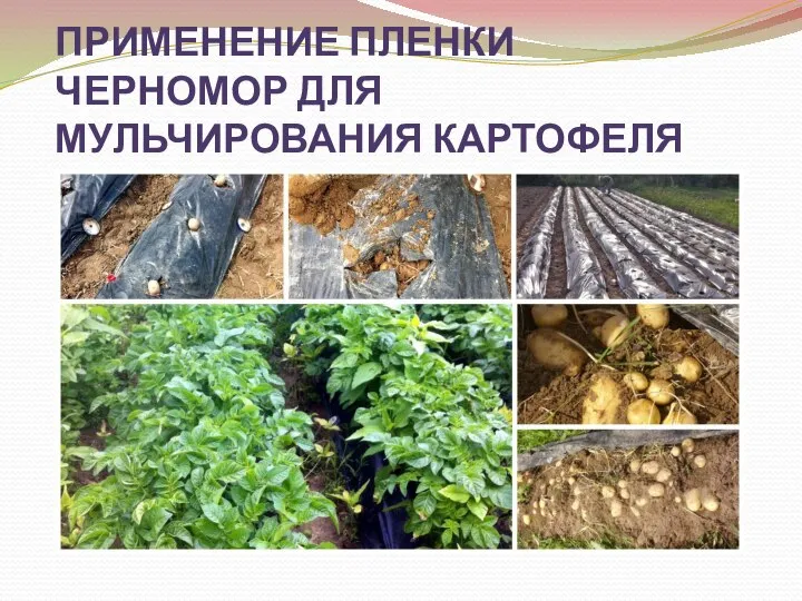 ПРИМЕНЕНИЕ ПЛЕНКИ ЧЕРНОМОР ДЛЯ МУЛЬЧИРОВАНИЯ КАРТОФЕЛЯ