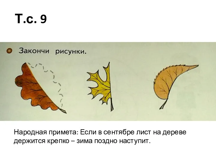 Т.с. 9 Народная примета: Если в сентябре лист на дереве держится крепко – зима поздно наступит.