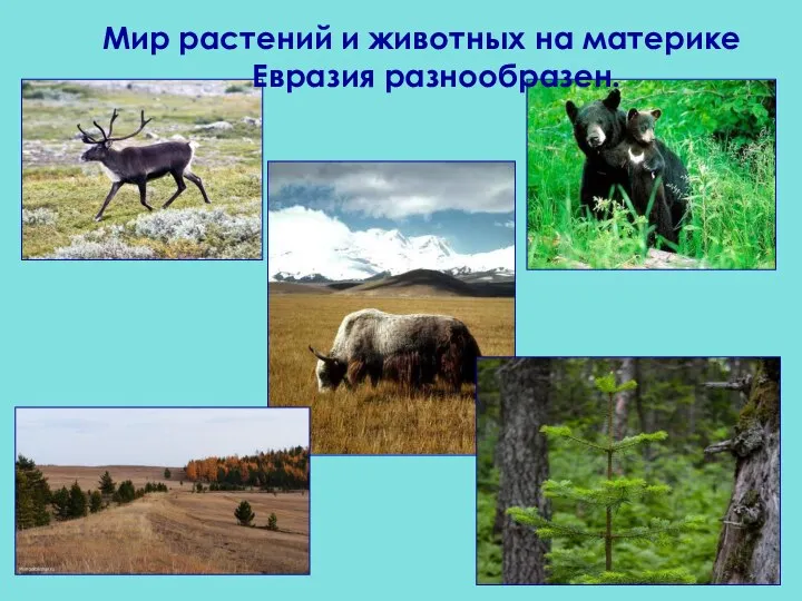 Мир растений и животных на материке Евразия разнообразен.
