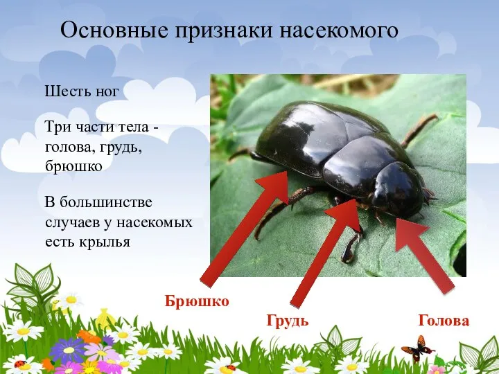 Основные признаки насекомого Шесть ног Три части тела - голова, грудь,