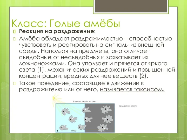 Класс: Голые амёбы Реакция на раздражение: Амёба обладает раздражимостью – способностью