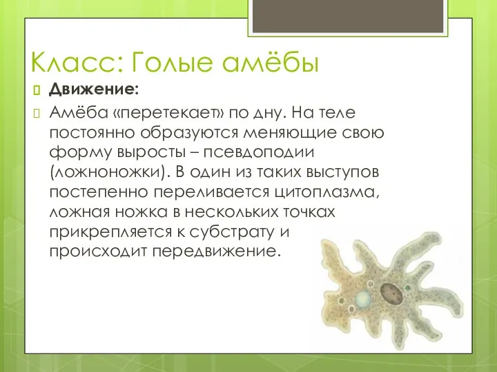 Класс: Голые амёбы Движение: Амёба «перетекает» по дну. На теле постоянно