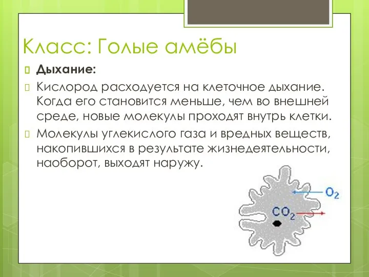 Класс: Голые амёбы Дыхание: Кислород расходуется на клеточное дыхание. Когда его