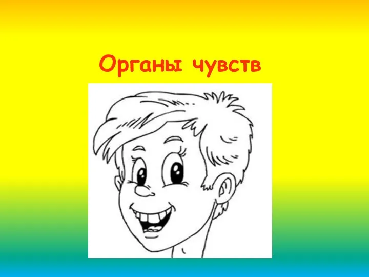 Органы чувств