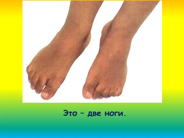 Это – две ноги.