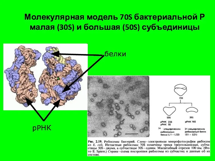 Молекулярная модель 70S бактериальной Р малая (30S) и большая (50S) субъединицы белки рРНК 34
