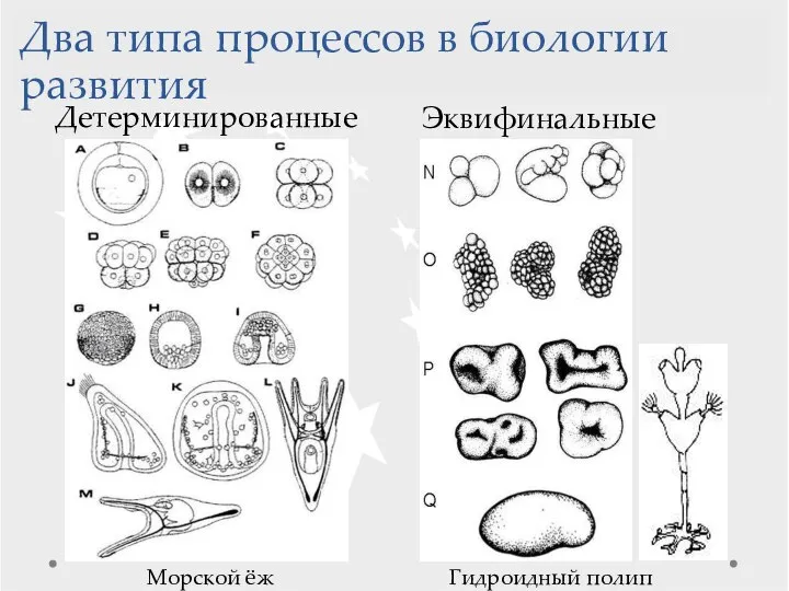 Детерминированные Эквифинальные Морской ёж Гидроидный полип Два типа процессов в биологии развития