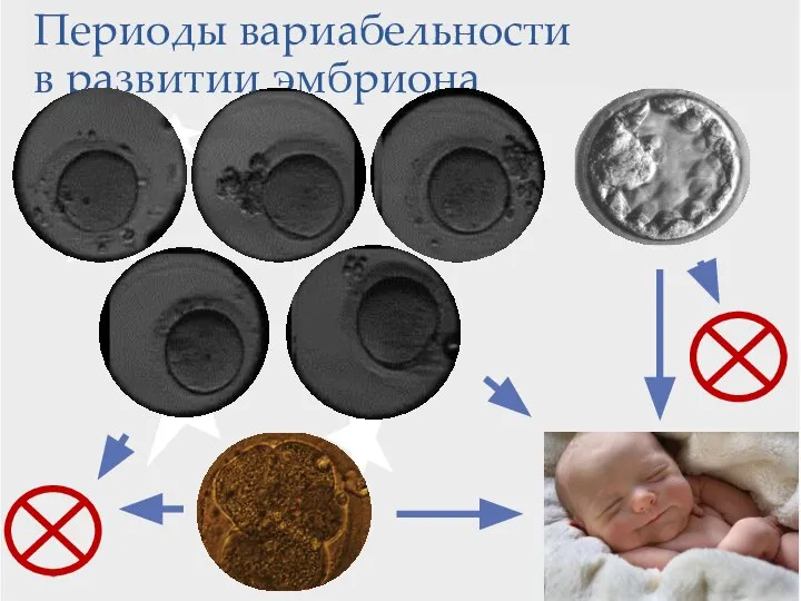 Эквифинальные процессы Периоды вариабельности в развитии эмбриона