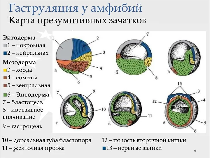 Гаструляция у амфибий Карта презумптивных зачатков