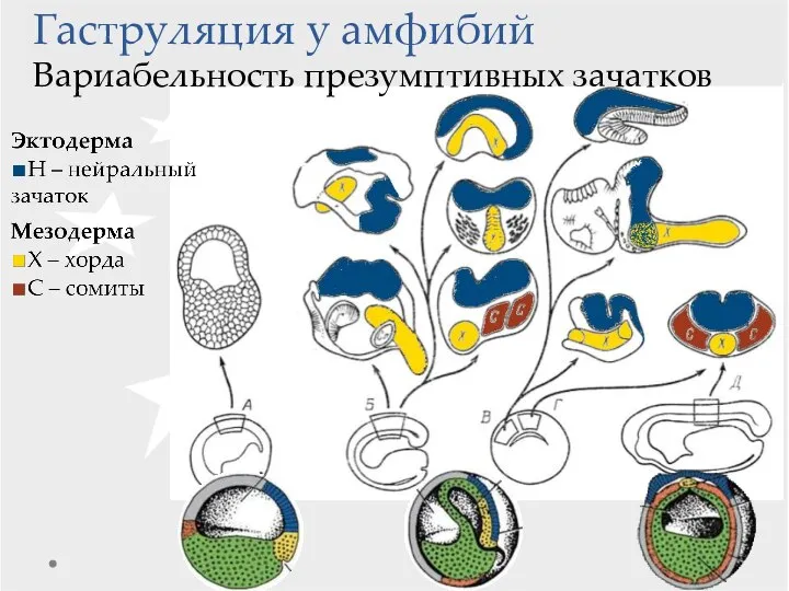 Гаструляция у амфибий Вариабельность презумптивных зачатков