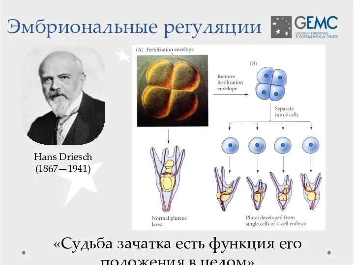 Эмбриональные регуляции «Судьба зачатка есть функция его положения в целом» Hans Driesch (1867—1941)