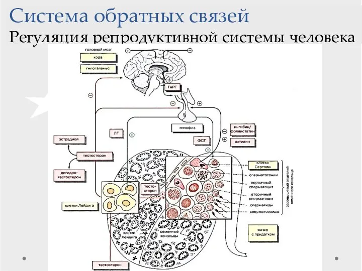 Система обратных связей Регуляция репродуктивной системы человека