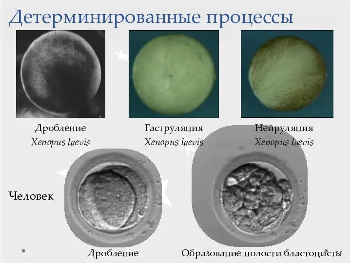 Детерминированные процессы Гаструляция Xenopus laevis Дробление Xenopus laevis Нейруляция Xenopus laevis Образование полости бластоцисты Дробление Человек