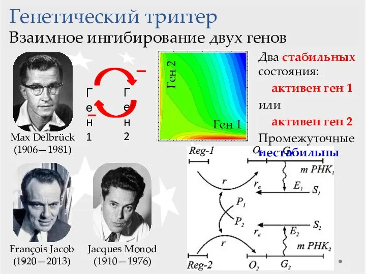 François Jacob (1920—2013) Jacques Monod (1910—1976) Генетический триггер Взаимное ингибирование двух