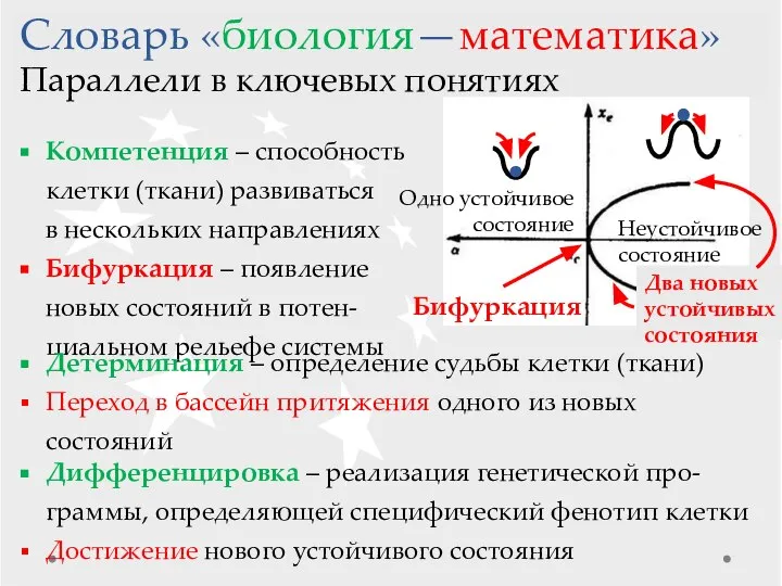 Компетенция – способность клетки (ткани) развиваться в нескольких направлениях Бифуркация –