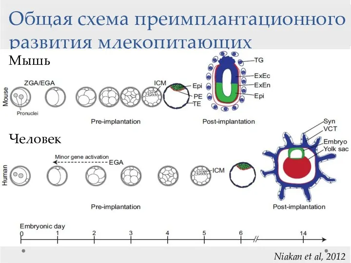 Общая схема преимплантационного развития млекопитающих Niakan et al, 2012 Мышь Человек