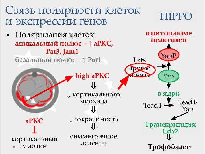 Транскрипция Связь полярности клеток и экспрессии генов Поляризация клеток апикальный полюс