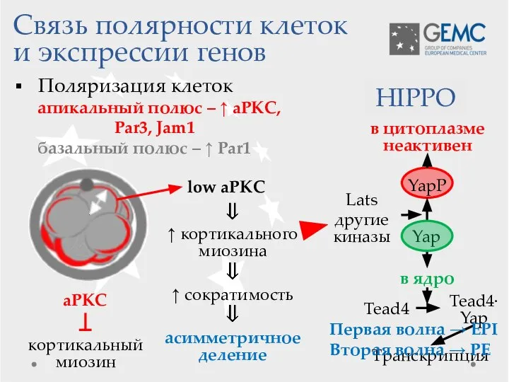 Транскрипция Поляризация клеток апикальный полюс – ↑ aPKC, Par3, Jam1 базальный