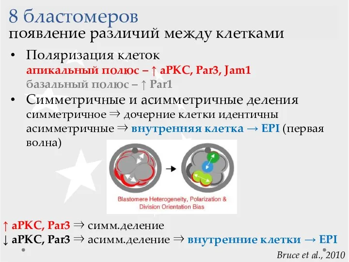 8 бластомеров появление различий между клетками ↑ aPKC, Par3 ⇒ симм.деление