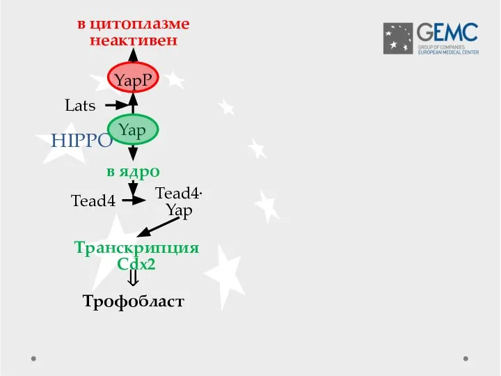 HIPPO Трофобласт Yap YapP в цитоплазме неактивен Lats в ядро Tead4 Tead4∙Yap Транскрипция Cdx2