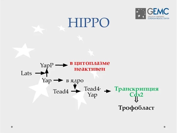 HIPPO Трофобласт Yap YapP в цитоплазме неактивен Lats в ядро Tead4 Tead4∙Yap Транскрипция Cdx2