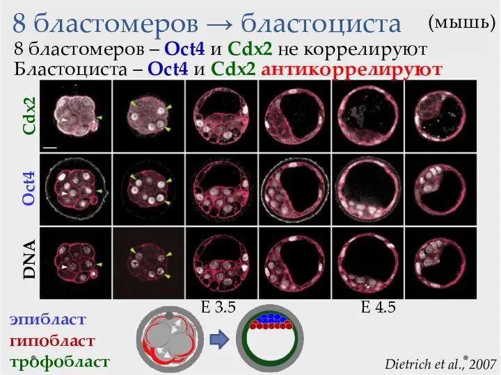 8 бластомеров → бластоциста Dietrich et al., 2007 Cdx2 DNA эпибласт