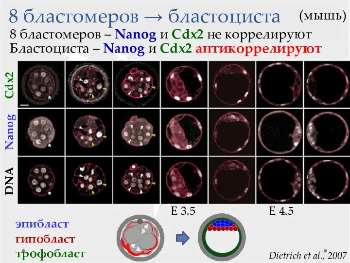 8 бластомеров → бластоциста Dietrich et al., 2007 Cdx2 DNA эпибласт