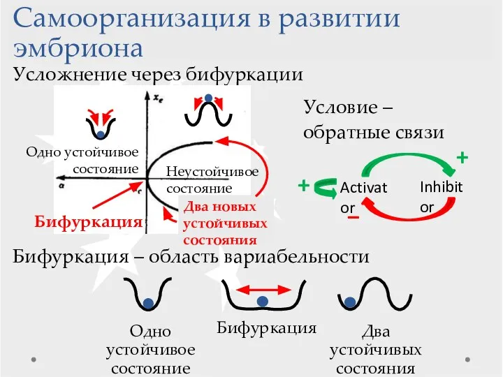 Самоорганизация в развитии эмбриона Усложнение через бифуркации Бифуркация Одно устойчивое состояние