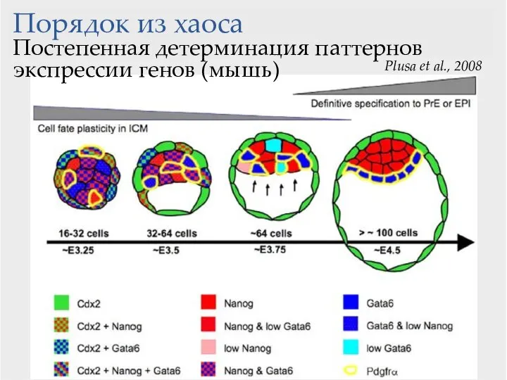 Порядок из хаоса Постепенная детерминация паттернов экспрессии генов (мышь) Plusa et al., 2008