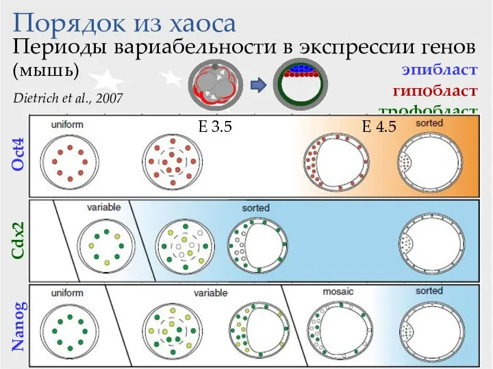 Dietrich et al., 2007 эпибласт гипобласт трофобласт Порядок из хаоса Периоды