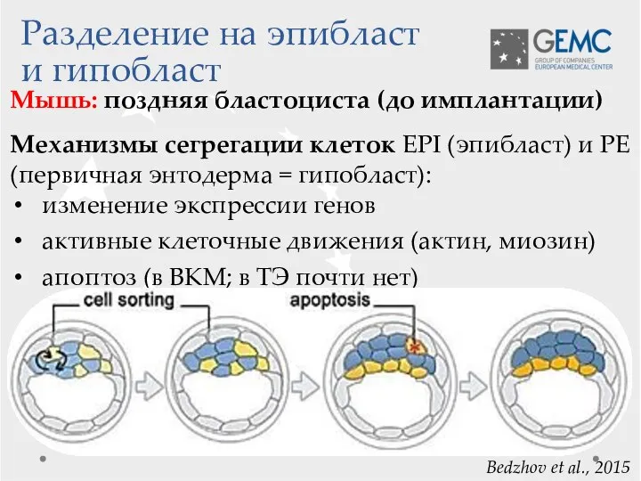 Разделение на эпибласт и гипобласт Мышь: поздняя бластоциста (до имплантации) Механизмы