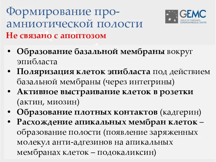 Формирование про-амниотической полости Образование базальной мембраны вокруг эпибласта Поляризация клеток эпибласта