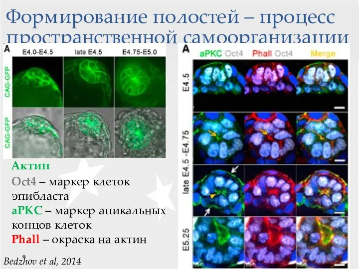 Формирование полостей – процесс пространственной самоорганизации Актин Bedzhov et al, 2014