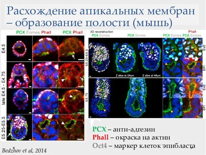 Расхождение апикальных мембран – образование полости (мышь) Bedzhov et al, 2014