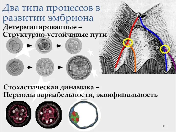 Два типа процессов в развитии эмбриона Детерминированные – Структурно-устойчивые пути Стохастическая динамика – Периоды вариабельности, эквифинальность