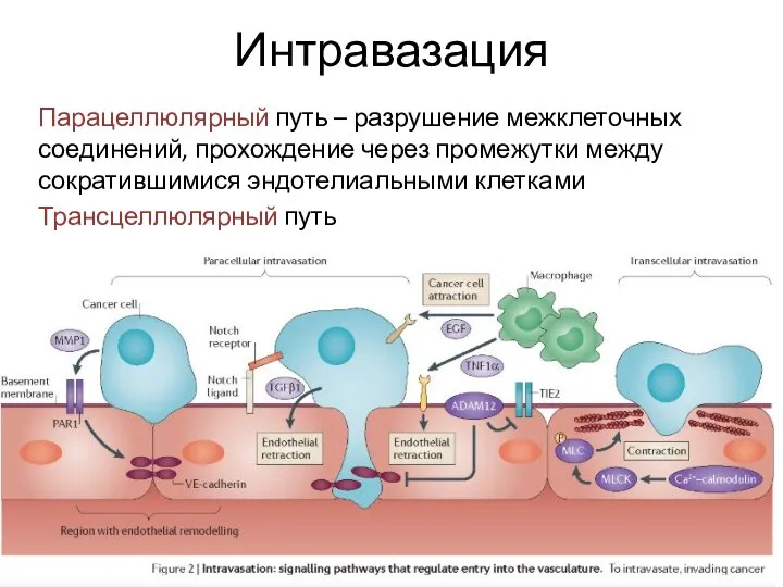 Интравазация Парацеллюлярный путь – разрушение межклеточных соединений, прохождение через промежутки между сократившимися эндотелиальными клетками Трансцеллюлярный путь