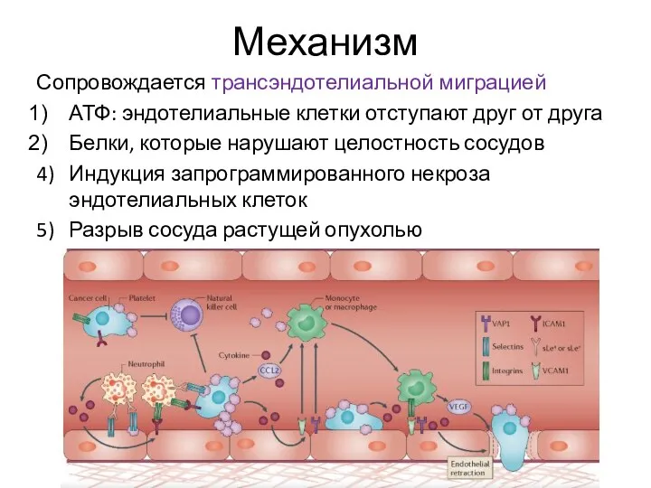 Механизм Сопровождается трансэндотелиальной миграцией АТФ: эндотелиальные клетки отступают друг от друга