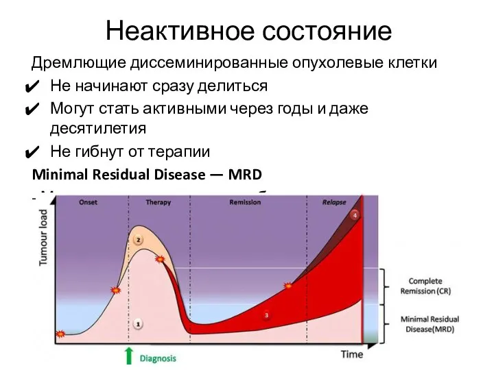 Дремлющие диссеминированные опухолевые клетки Не начинают сразу делиться Могут стать активными