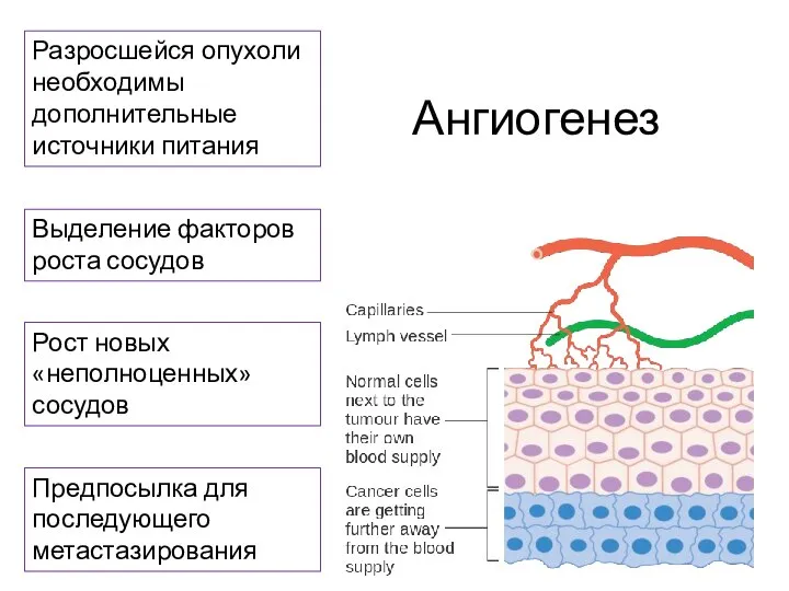 Ангиогенез Разросшейся опухоли необходимы дополнительные источники питания Выделение факторов роста сосудов