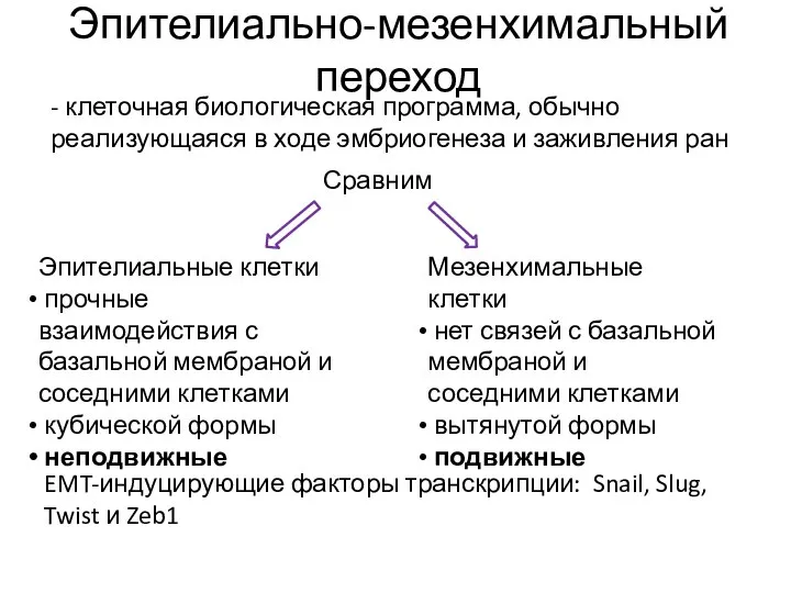 Эпителиально-мезенхимальный переход Сравним Эпителиальные клетки прочные взаимодействия с базальной мембраной и