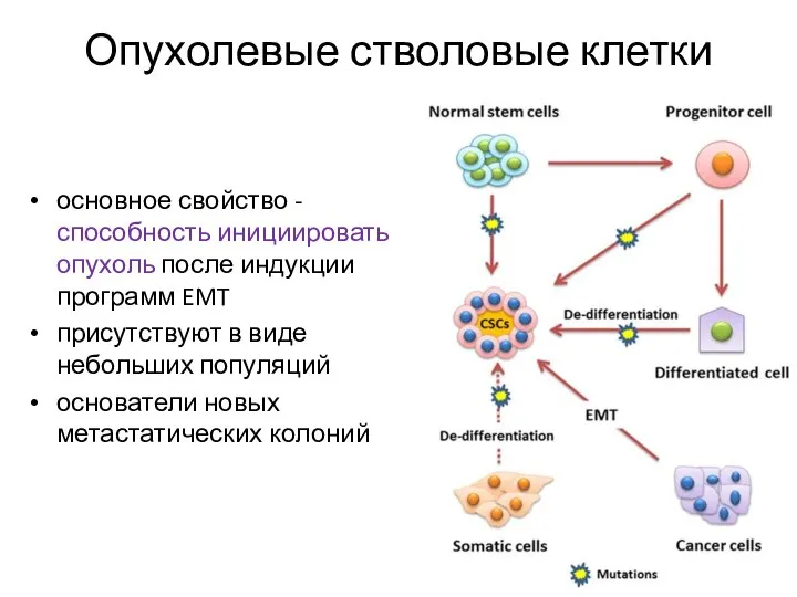 Опухолевые стволовые клетки основное свойство - способность инициировать опухоль после индукции