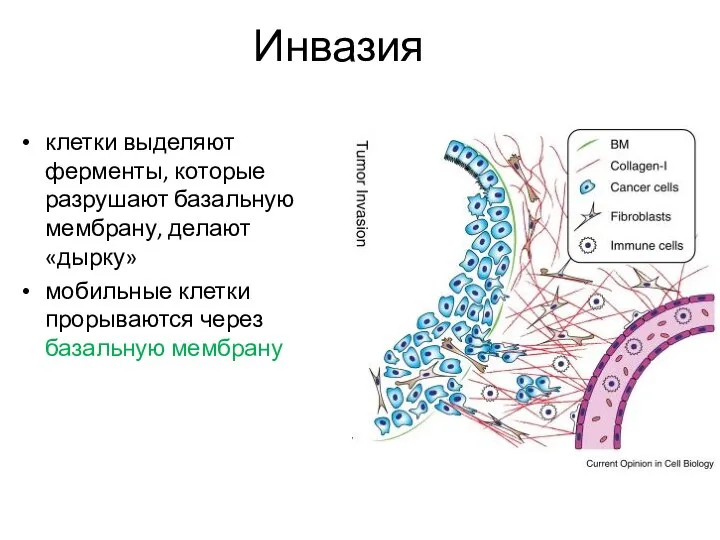 Инвазия клетки выделяют ферменты, которые разрушают базальную мембрану, делают «дырку» мобильные клетки прорываются через базальную мембрану