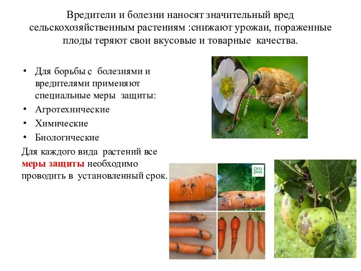 Вредители и болезни наносят значительный вред сельскохозяйственным растениям :снижают урожаи, пораженные