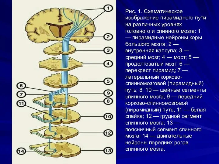 Рис. 1. Схематическое изображение пирамидного пути на различных уровнях головного и